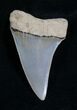Fossil Giant Mako Shark Tooth - Virginia #5550-1